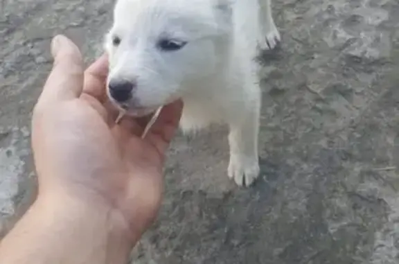 Найден щенок на Сухом Логу - нужна помощь