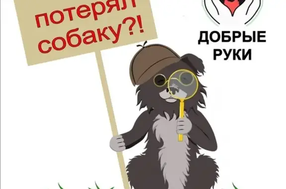Найден щенок в Мамоновке, Брянск