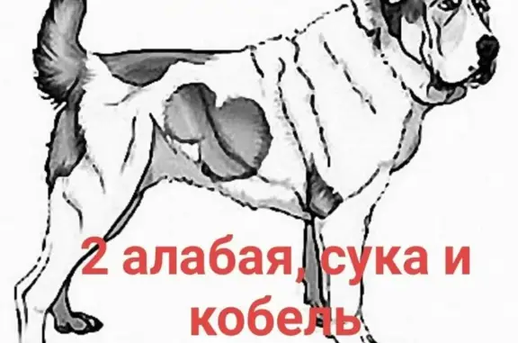 Собаки потеряшки, Санкт-Петербург, фото: Потеряшка собака в Санкт-Петербурге на Челябинской 19