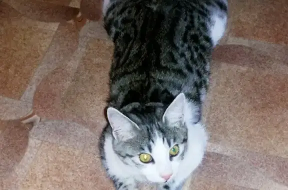 Пропала кошка в Астрахани, п. Казачий - п. Инициативный, вознаграждение.