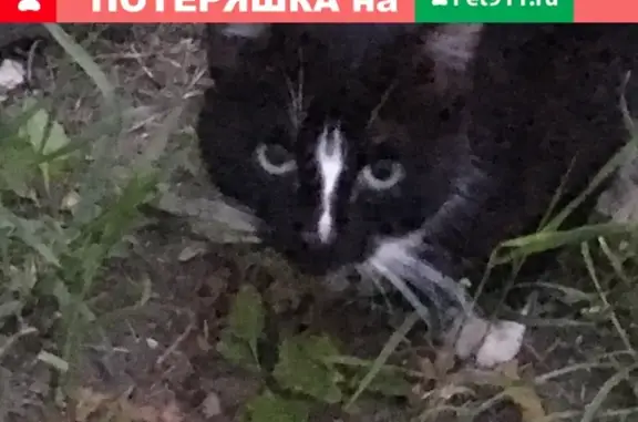 Потерянная кошка в Смоленске в опасности