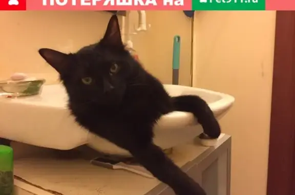 Пропала кошка Вася в Красногорске