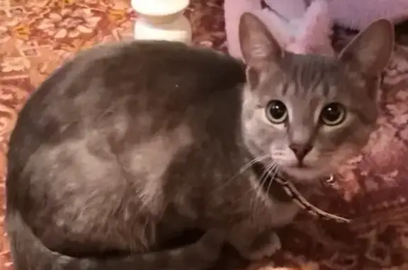 Кошки потеряшки, Забугоровка, фото: Потеряшка кот Том в деревне Забугоровка, Республика Татарстан