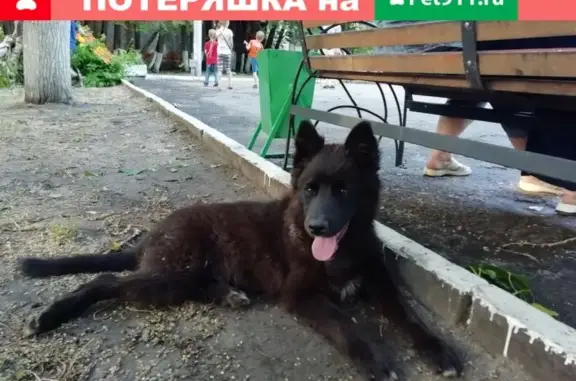 Собака найдена в Ульяновске https://vk.com/asheylova73