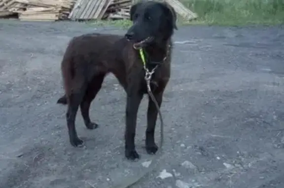 Найдена собака на ул. Тракторной, Боровичи
