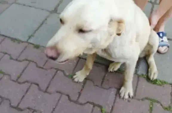 Собака найдена в деревне Бритово, ждет хозяина.