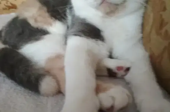 Потерянные животные Боровиха, фото: Пропала кошка в с. Боровиха, помогите найти!