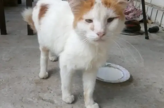 Найден домашний кот в Краснодаре, улица Степная.