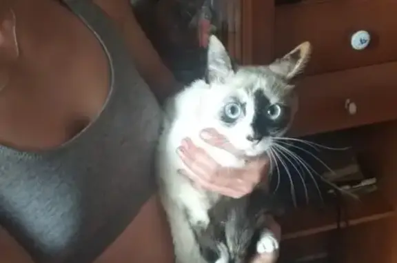 Найдена запуганная кошка, ищем хозяев в Чите