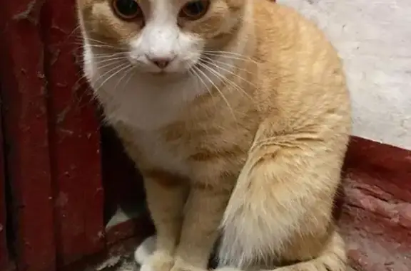 Найден рыжий кот на ул. Гоголя в Хабаровске