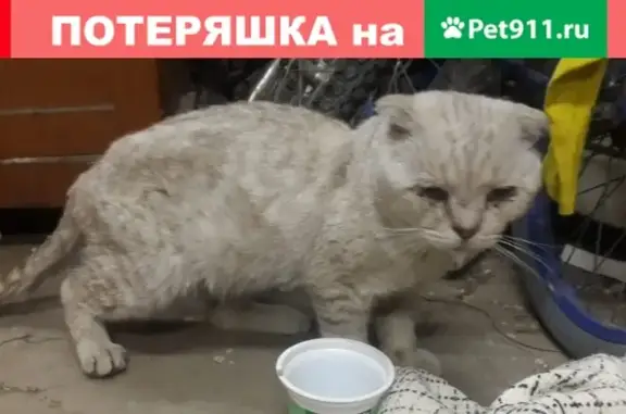 Найден ручной кот в районе Мясокомбината, Астрахань