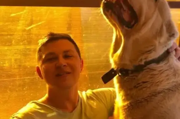 Пропала собака ГРАФ в Егорьевске #ПЕ_потерян