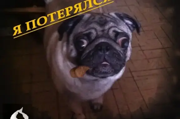 Пропала собака Мопс в Нижневартовске