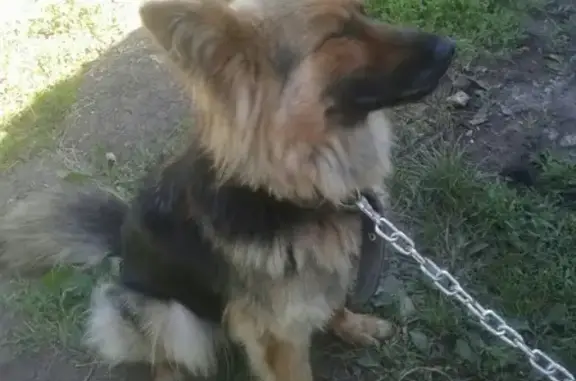 Пропала собака Берта в районе Садовки, Чапаевск