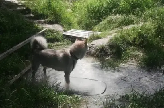 Пропали собаки в Супонево, аляскинский маламут и ягдтерьер