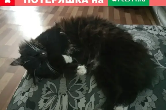 Пропал кот Рекс в Тайге, Кемеровская область