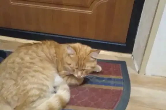 Найден рыжий котик в Сыктывкаре