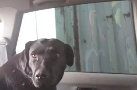Пропала собака БАГИРА в Мирном, Якутия