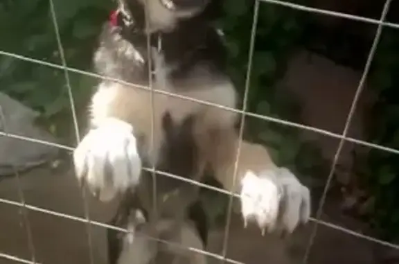 Собаки потеряшки, ня, фото: Потеряшка собака в Тверской области, с. Городня