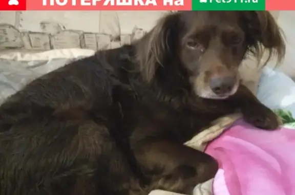 Найдена собака в ЖК Суходолье, Тюмень