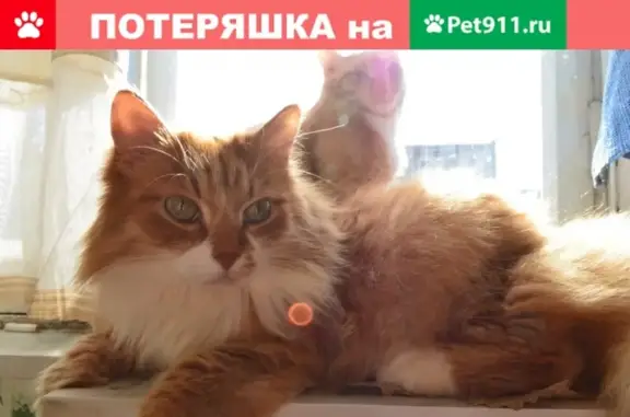 Пропал кот Рич на улице Репникова, Петрозаводск