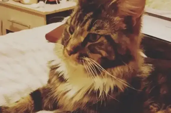 Кошки потеряшки, Амерево, фото: Потеряшка кот в селе Амерево, Московская область