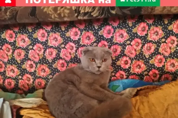 Найдена кошка в Жуковском