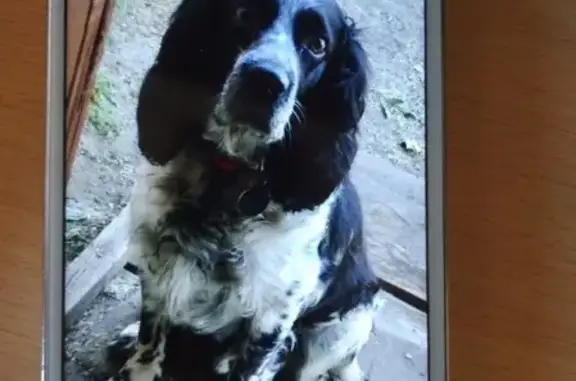 Пропала собака Пин в Ягодном, Самарская область