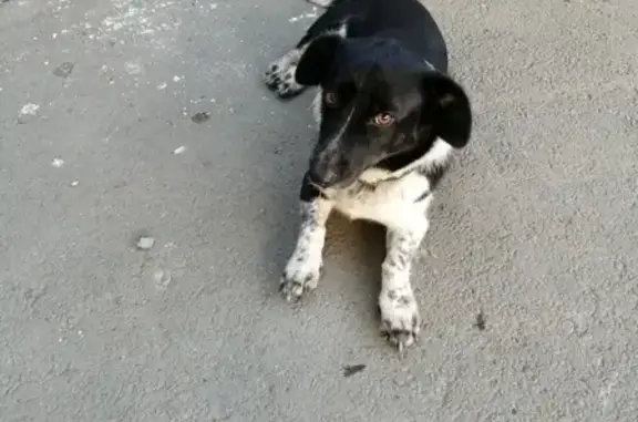 Найдена собака в Кургане, ищем хозяев!