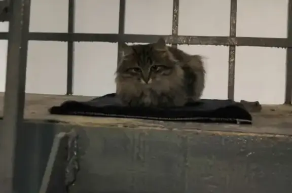 Найдена кошка в Казани, ищет новый дом.