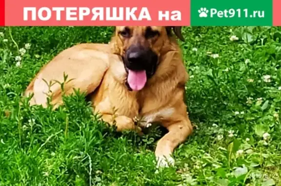 Собака найдена на ул. Трофимова и 2-м Южнопортовом проезде в Москве.