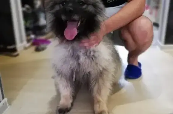 Собака найдена на улице Горького, Вологда