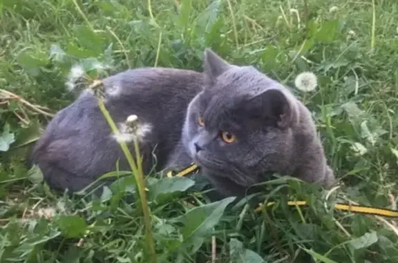 Кошки потеряшки, Тамбов, фото: Потеряшка кот в Тамбове на Полынковской