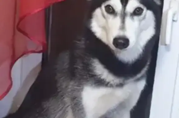 Потерянные животные Верхняя Якушка, фото: Пропала собака Чара в Верхней Якушке, Ульяновская область