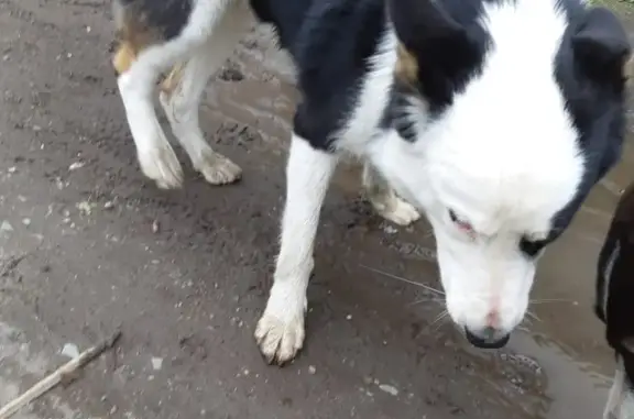 Найдена собака в Петропавловске-Камчатском.