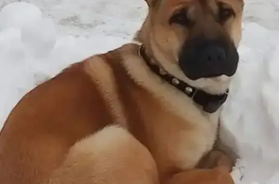Пропала собака Граф в Петропавловске-Камчатском