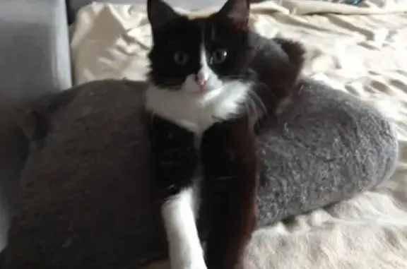 Кошки потеряшки, Киров, фото: Потеряшка белая кошка на ул. Солнечной, Киров.