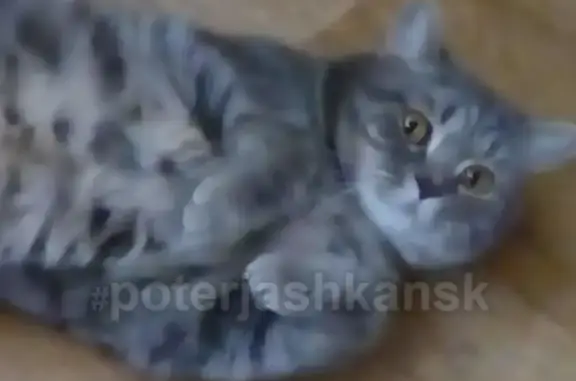 Кошки потеряшки, Новосибирск, фото: Потеряшка кот на ул. Тихая 42, СНТ 