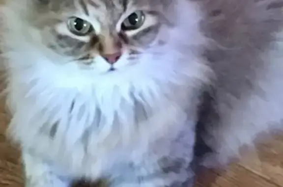 Пропала кошка Соня в Московской области