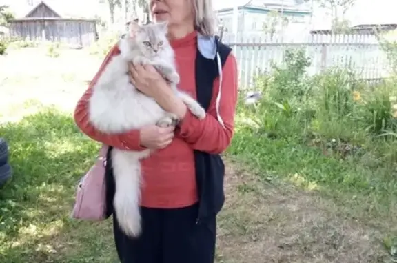 Пропала кошка в Тимово, вознаграждение