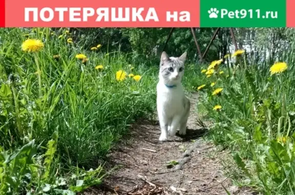 Кошки потеряшки, посёлок городского типа Пряжа, фото: Потеряшка кошка на Советской 79, помогите найти!