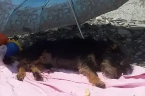 Найдена собака на Мацестинской пляже