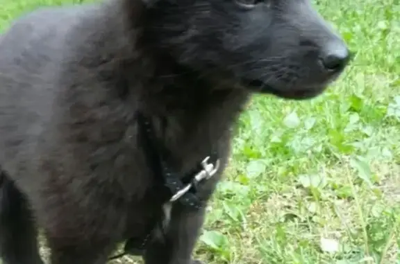 Найден щенок в Мотовилихе, ищем хозяев