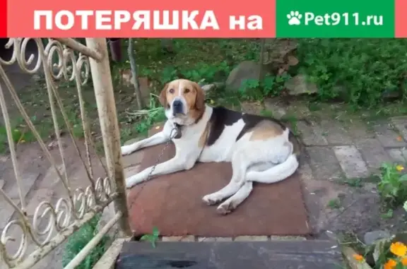 Пропала собака в деревне Бор, Новгородская область