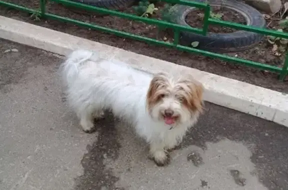 Найдена собака в подъезде на Шевченко, Смоленск