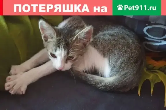 Найдена серо-белая кошка на Шелепихинской