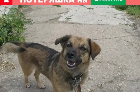 Найдена собака в Балаково, Саратовская область