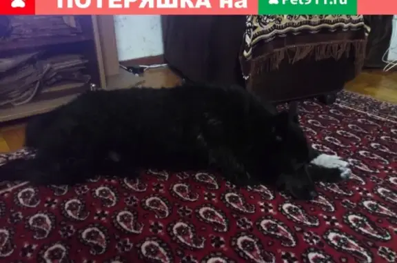 Собака Лайка найдена в Ижевске на ул. К. Маркса, 417