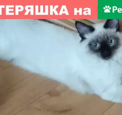 Пропала кошка на улице К. Симонова, 7 Ветрах, Дзержинский район, Волгоград.