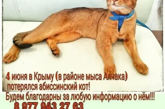 Пропала абиссинская кошка на мысе Алчака (Судак)
